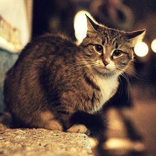 Türkiye’de hayvanlara uygulanan şiddetin